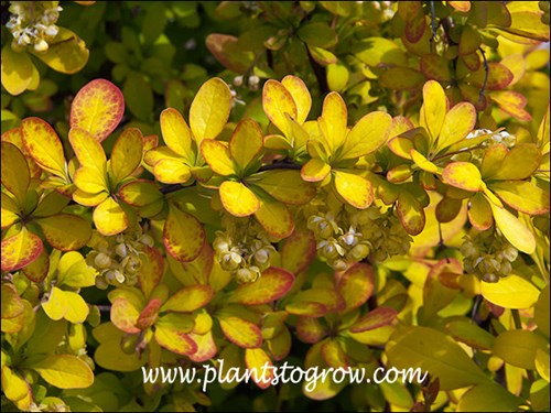 In the spring there will be a red ting to the yellow leaves.